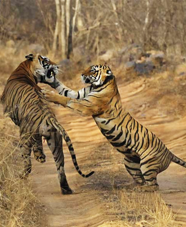 CONFIRM Ranthambore jeep safari booking in your favorite Zone 1 to 6