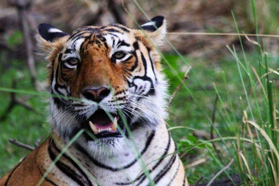 CONFIRM Ranthambore jeep safari booking in your favorite Zone 1 to 6