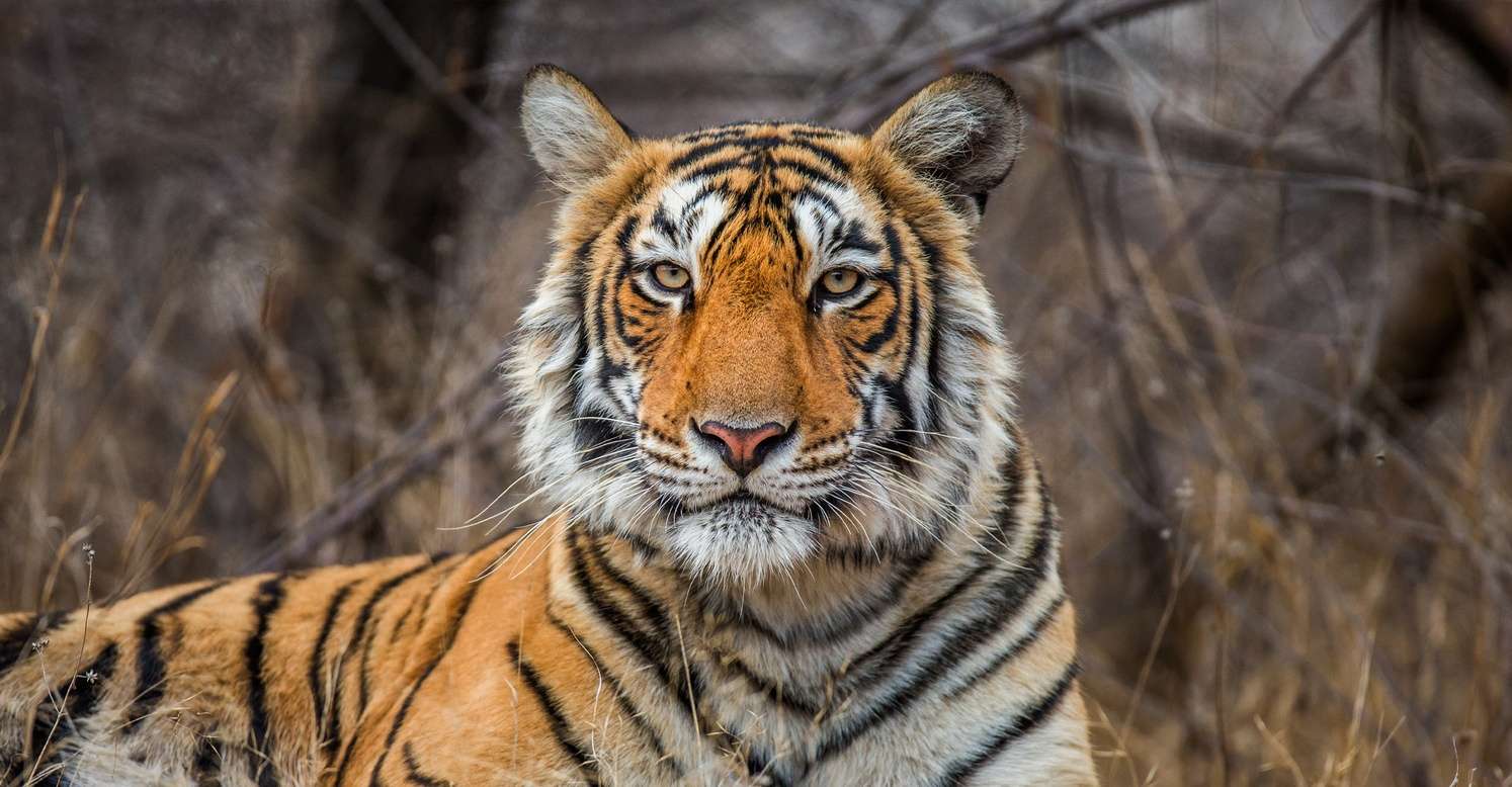 Ranthambore Jeep Safari